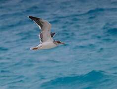 Lesser Black-backed Gull