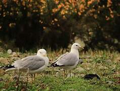 Common Gull