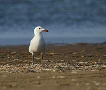 Audouin's Gull