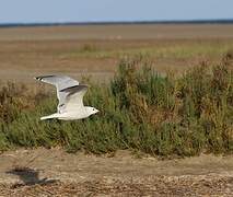 Audouin's Gull