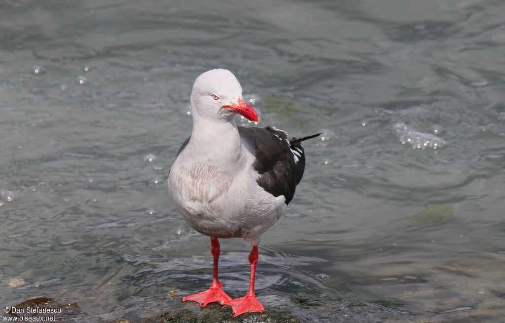 Dolphin Gull