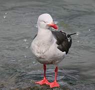 Dolphin Gull