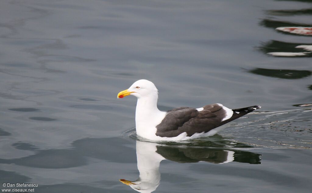 Kelp Gull