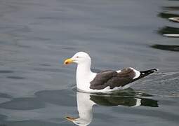 Kelp Gull