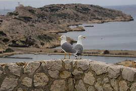 Yellow-legged Gull