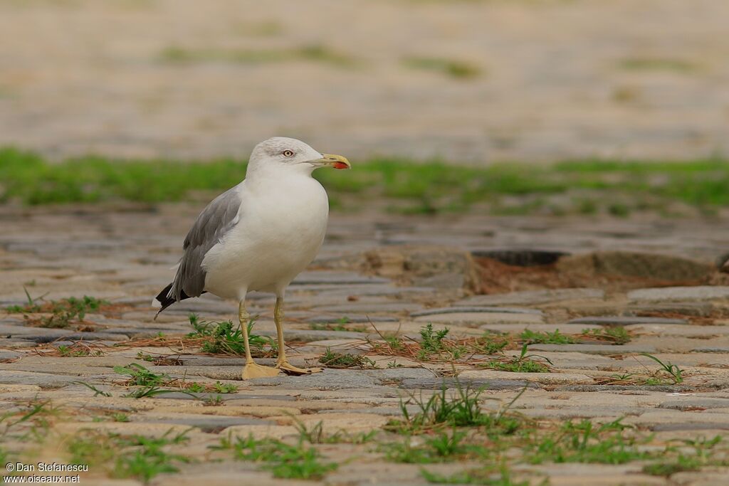 Yellow-legged Gulladult post breeding