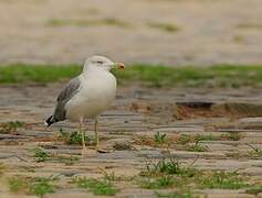 Yellow-legged Gull