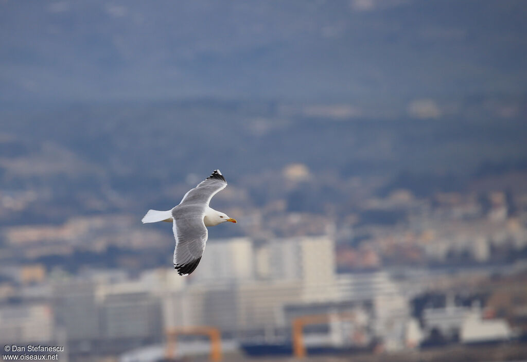 Yellow-legged Gulladult, Flight