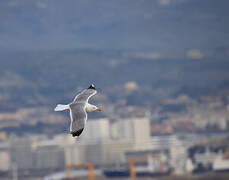 Yellow-legged Gull