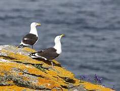 Great Black-backed Gull