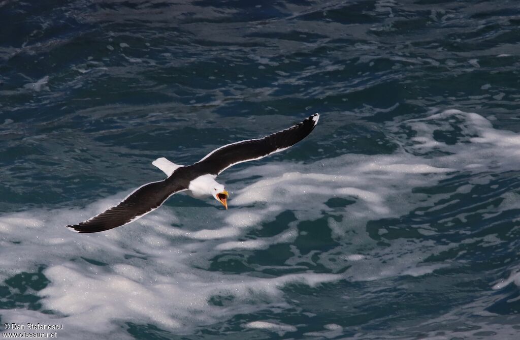 Great Black-backed Gulladult, Flight