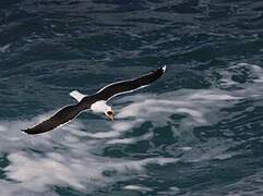 Great Black-backed Gull