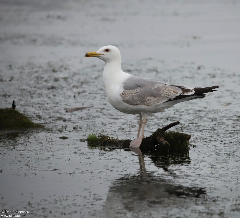 Caspian Gull