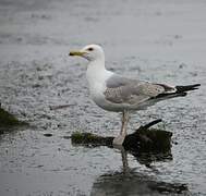 Caspian Gull