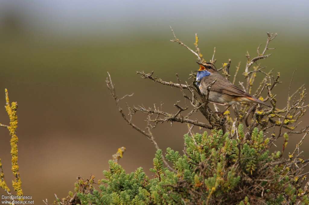 Bluethroat male adult, habitat