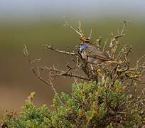 Bluethroat