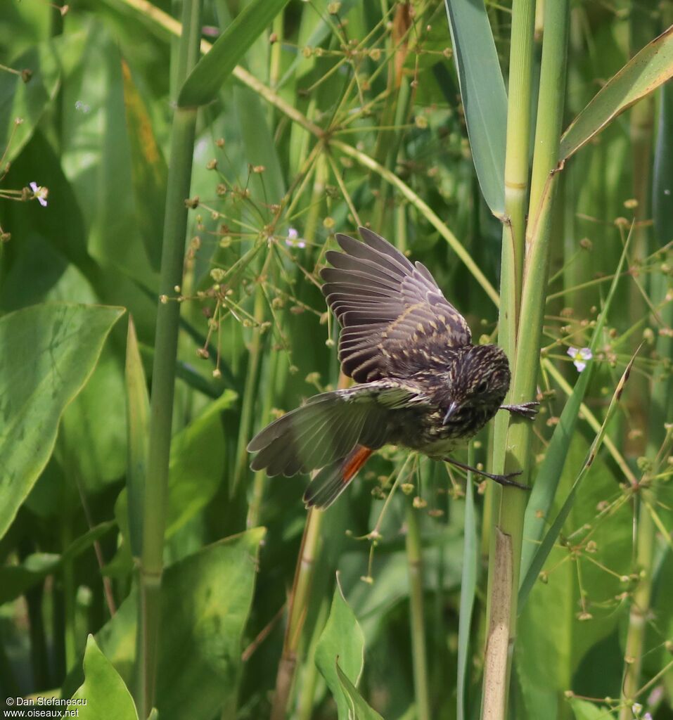 Bluethroat female adult