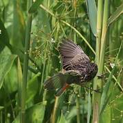 Bluethroat