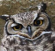 Lesser Horned Owl