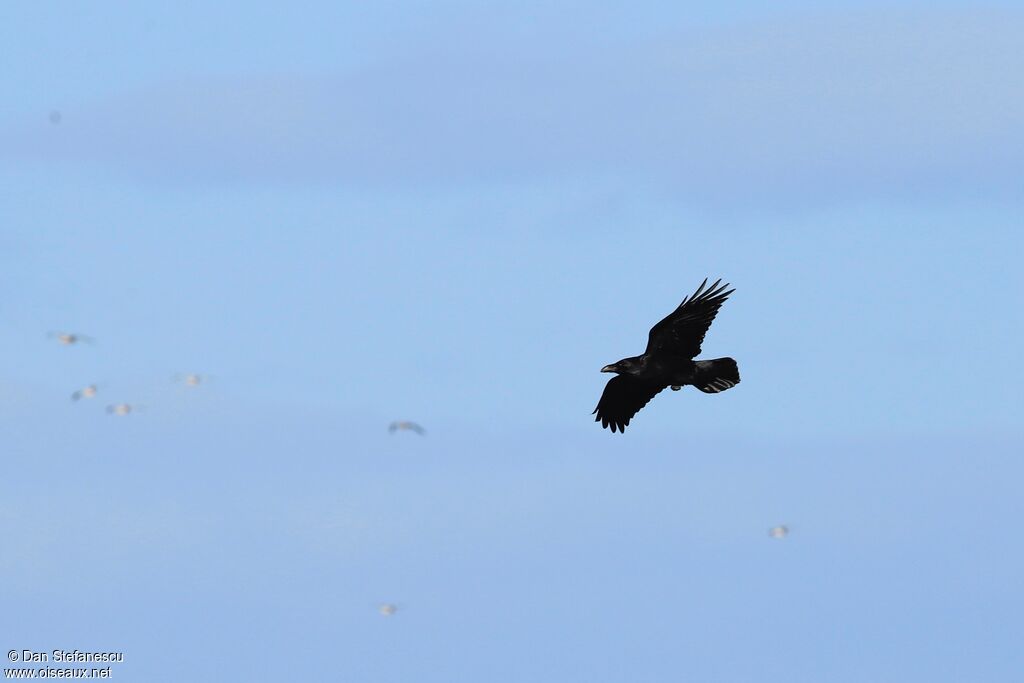 Northern Ravenadult, Flight