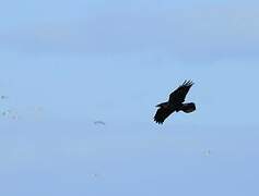 Northern Raven