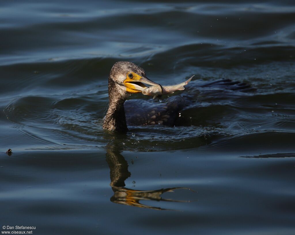 Grand Cormoranadulte, nage, mange