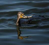 Great Cormorant