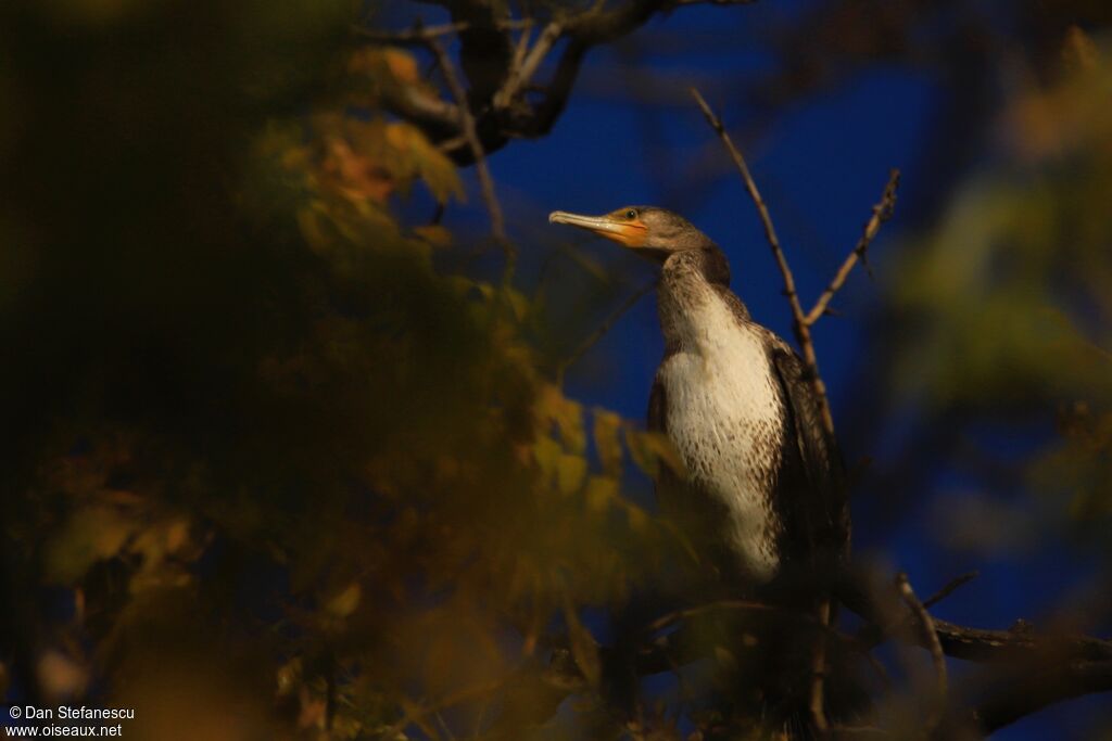 Grand Cormoranjuvénile