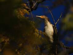 Great Cormorant