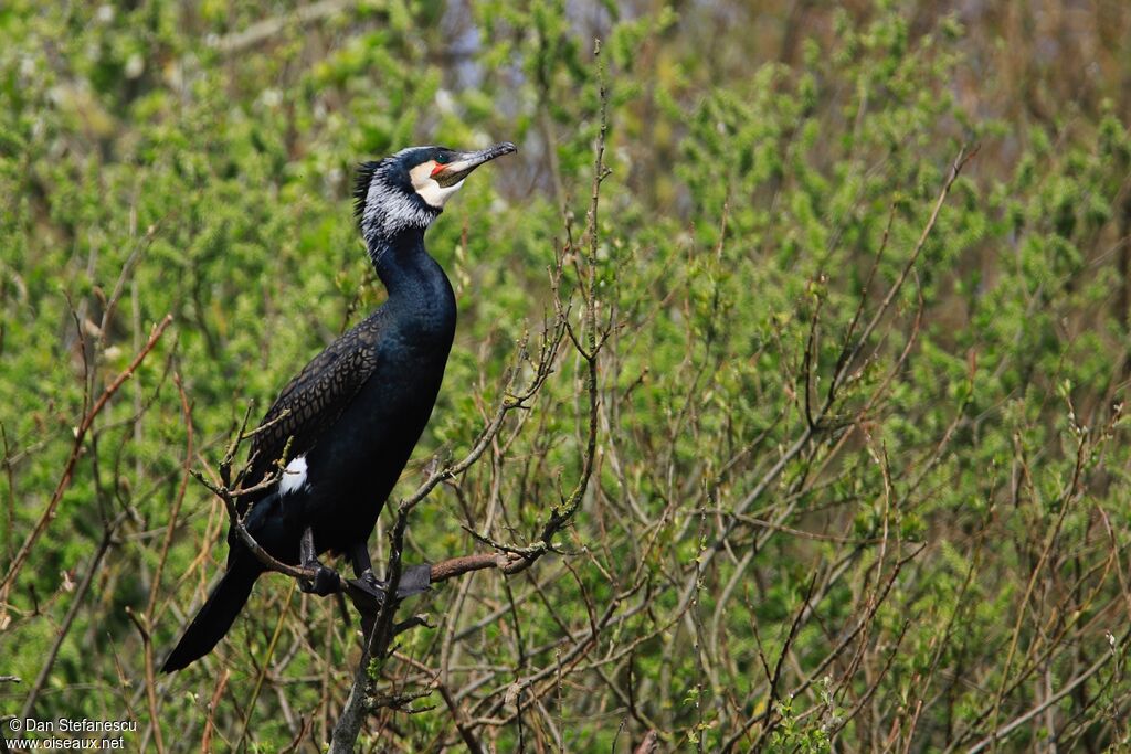 Great Cormorantadult breeding