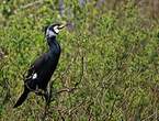 Grand Cormoran