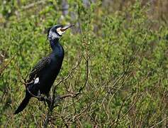 Great Cormorant