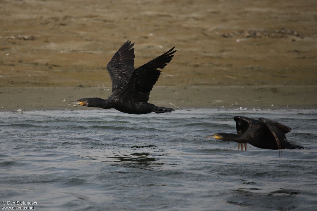 Great Cormorantadult, Flight