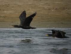 Great Cormorant