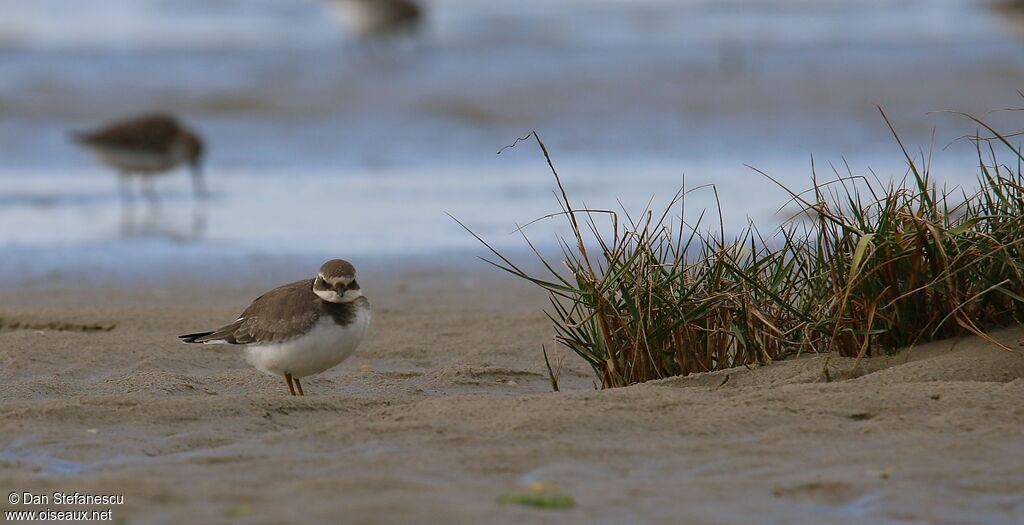 Common Ringed Ploveradult post breeding