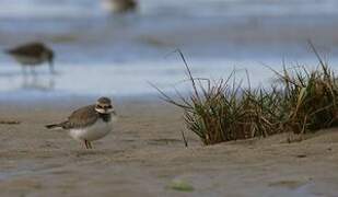 Common Ringed Plover