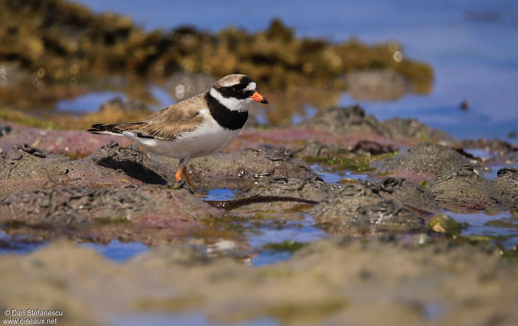 Common Ringed Plover male adult breeding