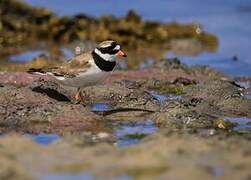 Common Ringed Plover