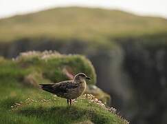 Great Skua