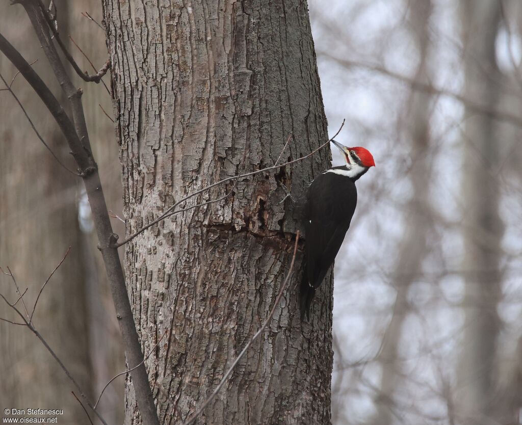 Grand Pic mâle adulte