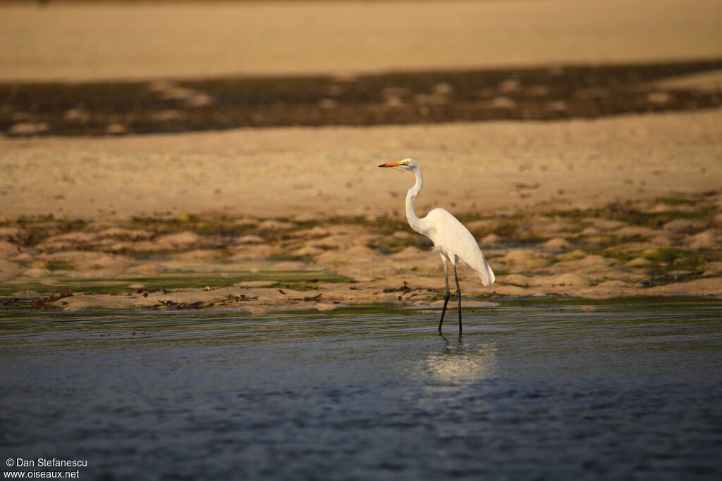 Great Egretadult, eats