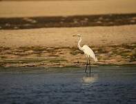 Grande Aigrette