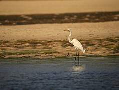 Great Egret