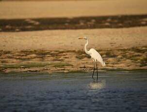 Grande Aigrette