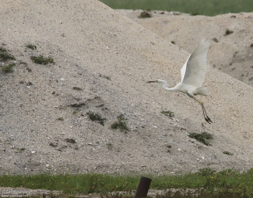 Great Egretadult, Flight