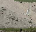 Grande Aigrette