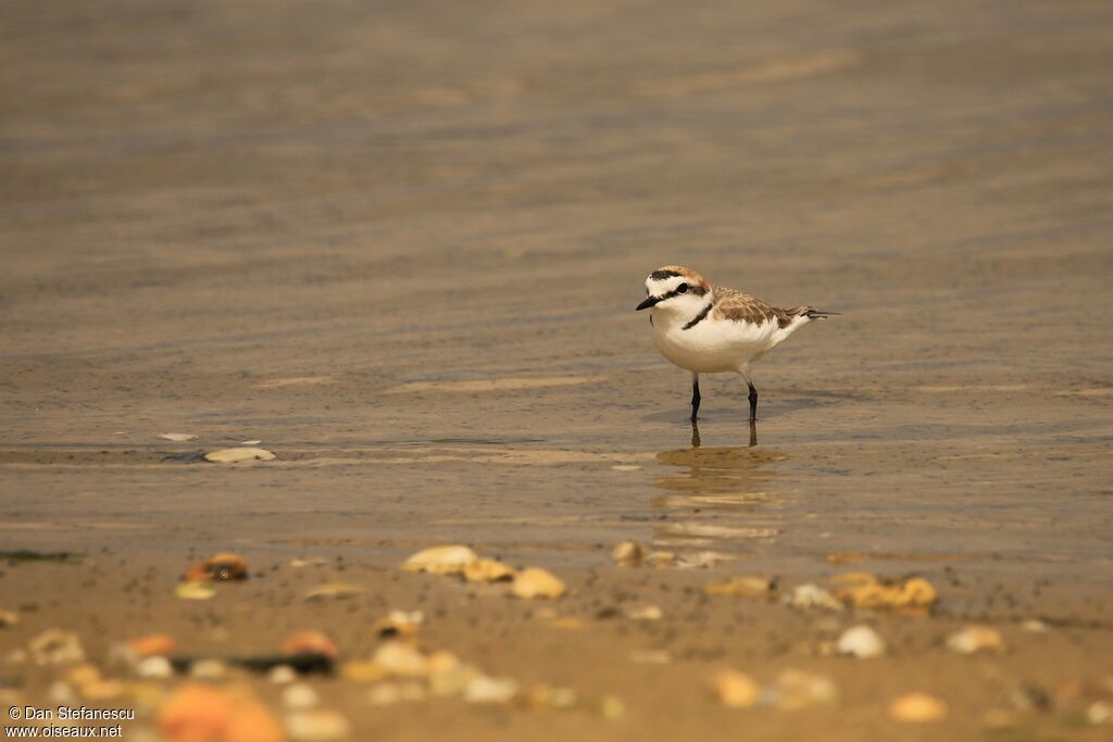 Kentish Plover male adult