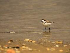 Kentish Plover