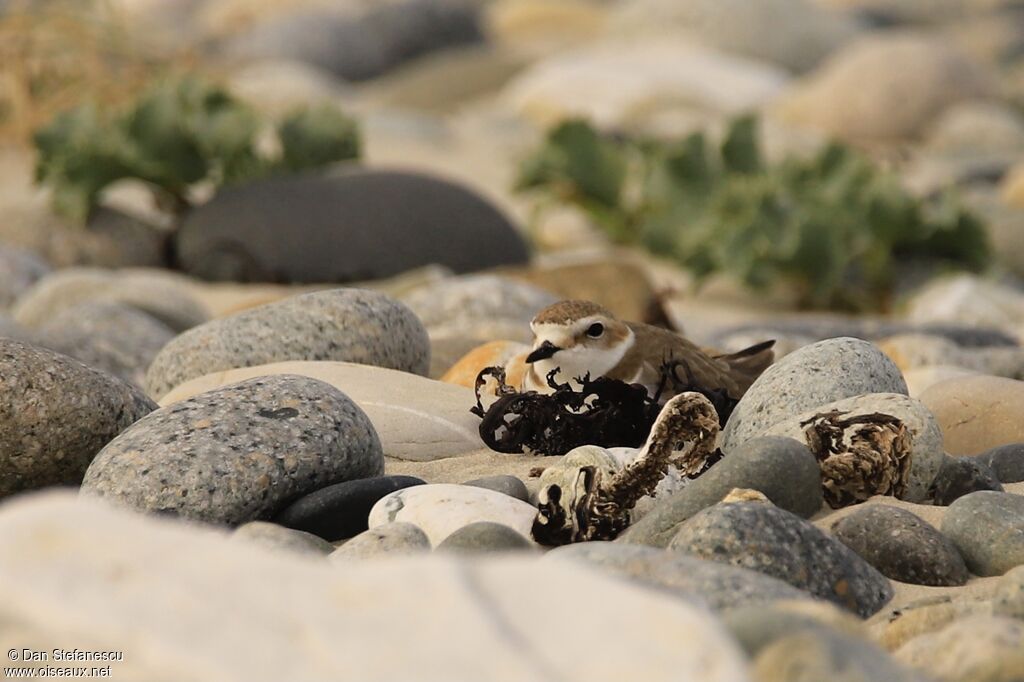 Kentish Plover female adult, Reproduction-nesting