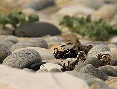 Kentish Plover